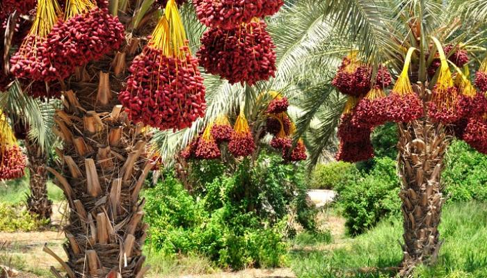 dates fruit